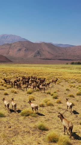 CALIFORNIA - 09.01.2021 -Aerial over a beautiful herd of California elk or mule deer running in fields in the Eastern Sierra Nevada mountains near Lone Pine, California.