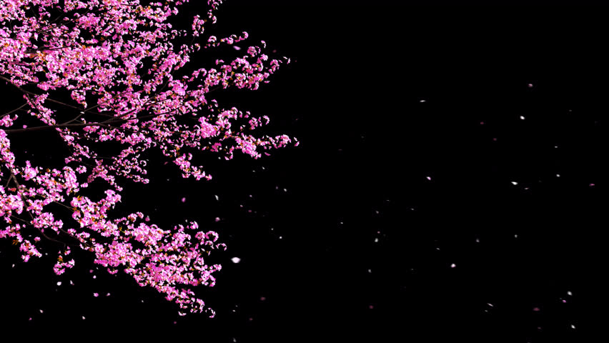 4K loop with alpha channel, cherry blossoms swaying on the left on a black background, falling with the wind, suitable for short videos