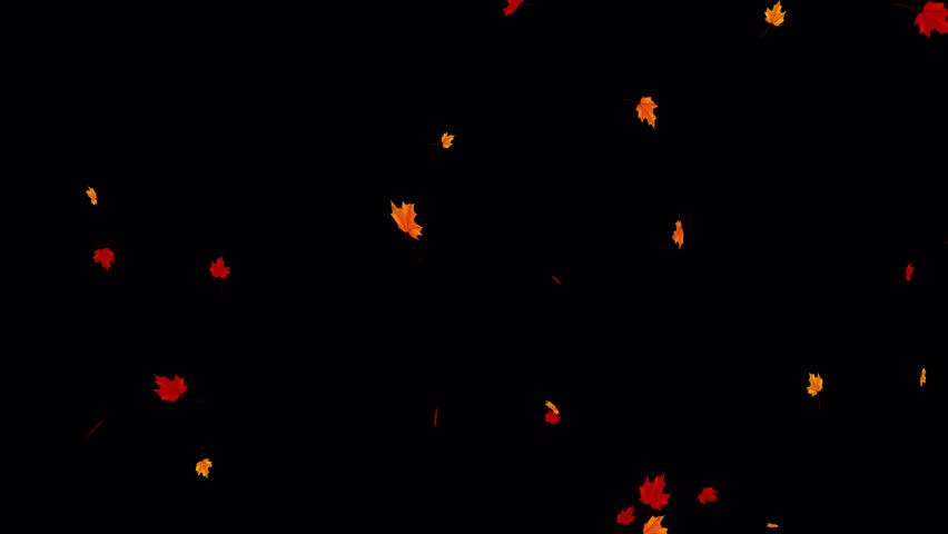 animated leaf falling. autumn maple leaves fall, video footage animation on alpha channel background.Maple leaves falling with alpha channel you can place on footage or background and easier to change