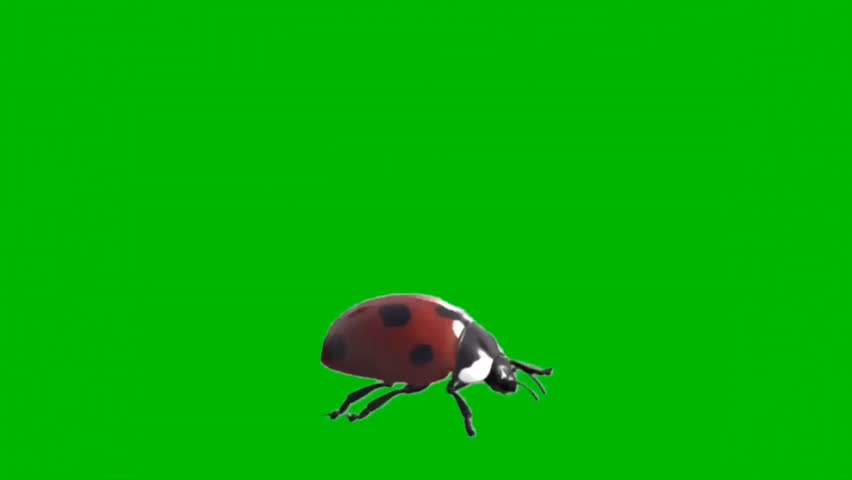 Ladybug Crawling on Green Screen Background