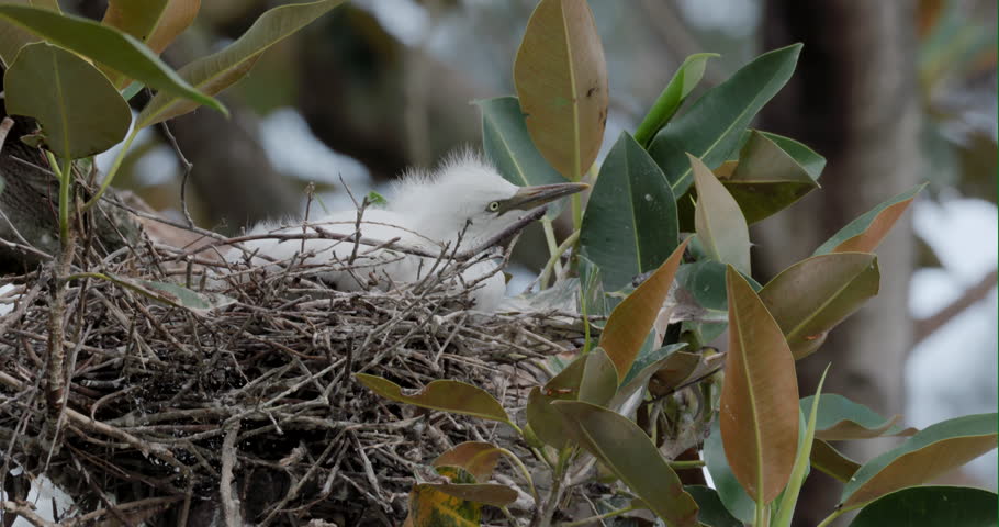 a clip of two cattle egret chicks sitting on a nest at the bundaberg botanic gardens in queensland, australia