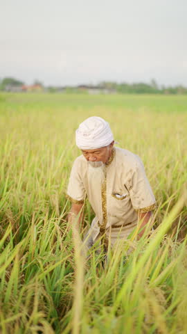 A senior southeast asian farmer, working in rice field, harvesting crop in bali indonesia, traditional dress, paddy plantation, old man, grey hair