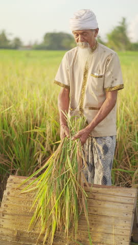 Old man farmer threshing rice stalks on rack at harvest in Bali Indonesia, local indonesian people, grey hair, traditional dress, grains flying in slow motion