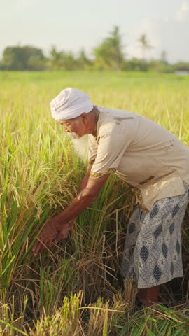 An old balinese man in 70s rice farmer in paddy field harvesting crop with knife sickle hook in traditional dress, bali, indonesia, manual farming method