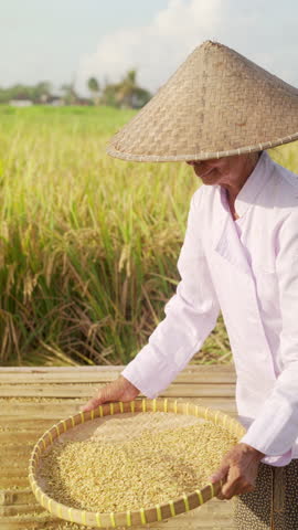 An old woman farmer winnowing rice grains in paddy field, traditional conical hat, rural scene in bali, indonesia, southeast asia, during harvest, women in agriculture