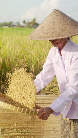 An old woman farmer winnowing rice grains in paddy field, traditional conical hat, rural scene in bali, indonesia, southeast asia, during harvest, women in agriculture