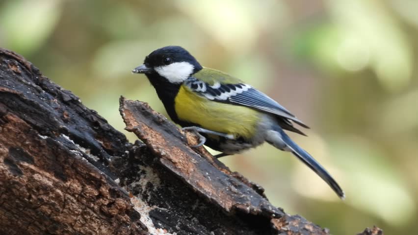 Green Backed Tit (Parus Monticolus)