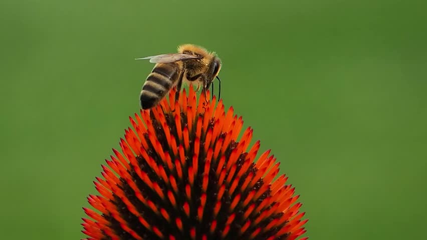 bee collecting nectar on echinacea flower on green screen slow motion