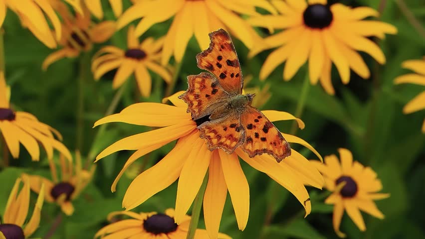 Aglais urticae butterfly opening and closing wings on echinacea flower, slow motion