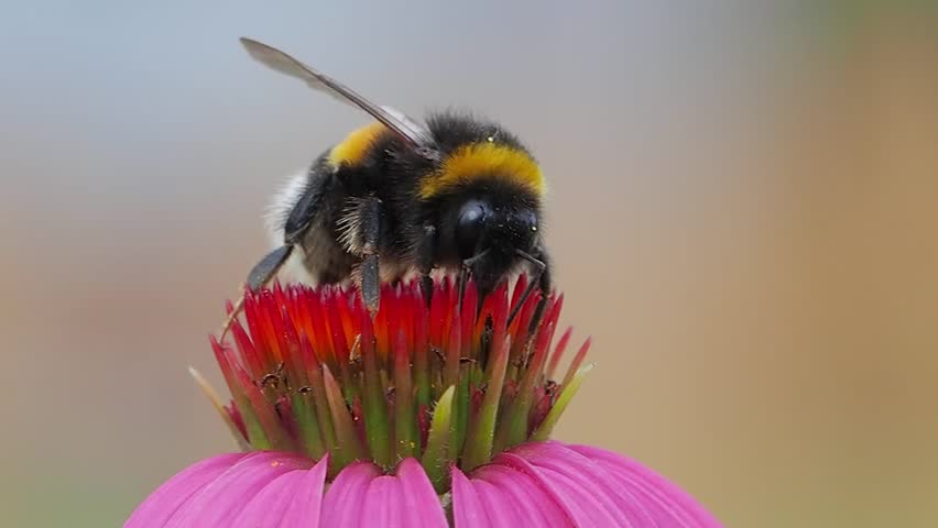 bumblebee extracting nectar from echinacea flower on blurred background