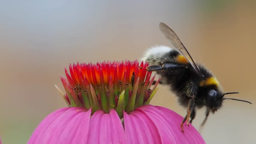 bumblebee flying away from echinacea flower slow motion
