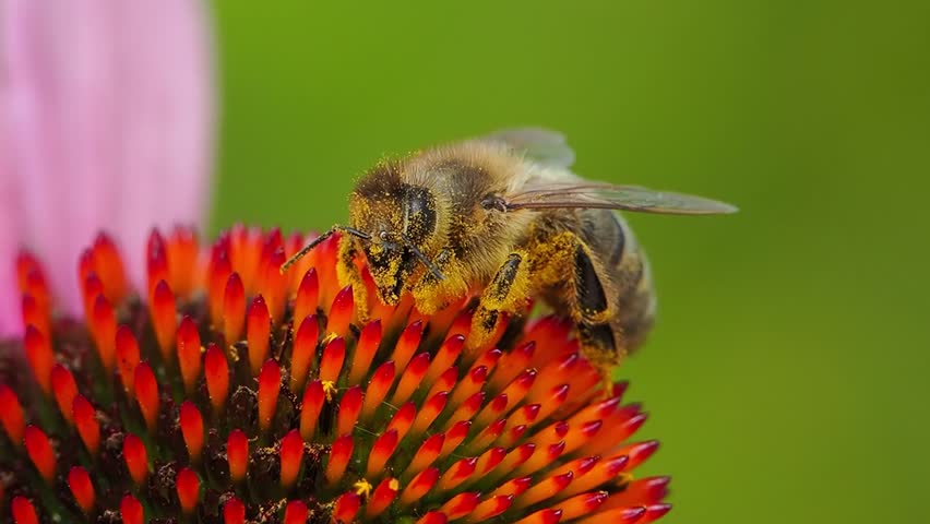 bee sleep from work on an echinacea flower
