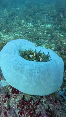 Magnificent sea anemone or Ritteri anemone (Heteractis magnifica) Boracay, Phillipines