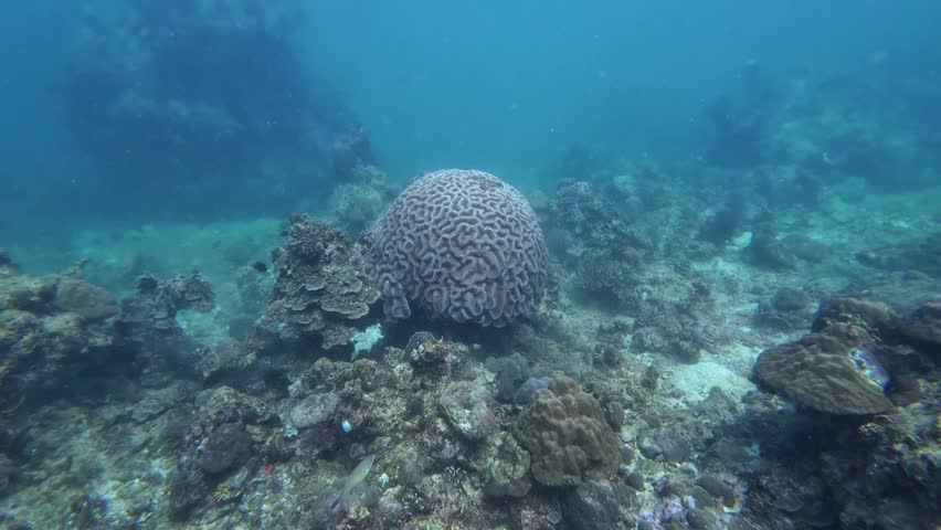 Marine life grooved Brain coral close up