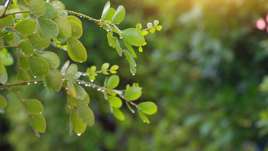 Video 4K soft leaves and twigs soaked with rainwater of Lignum Vitae Flowering Tree. Soft background with glowing lights and light rain.