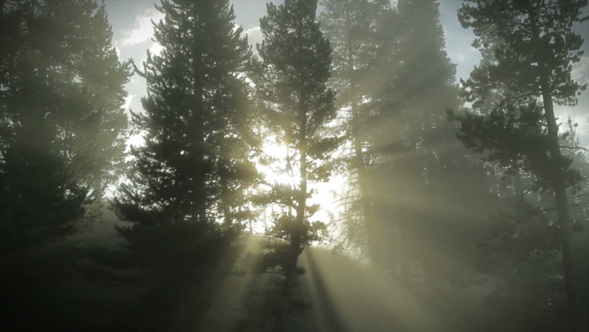Sunbeams coming through fir trees in Yellowstone Park, Wyoming. Rays glow bright