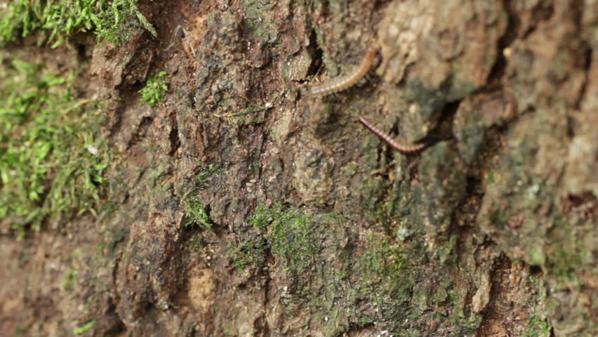 Tiny millipedes running around on the bark of an oak tree. Shot with a macro