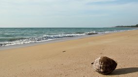 Single coconut on beach sand, very close to the sea
