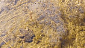 Egg laying of the Common Frog (Rana temporaria) at the port of Estacas de Trueba. Las Machorras. Pasiegos Valleys. Burgos. Castile and Leon. Spain. Europe - Powered by Shutterstock - Get 15% off with code: PIKWIZARD15