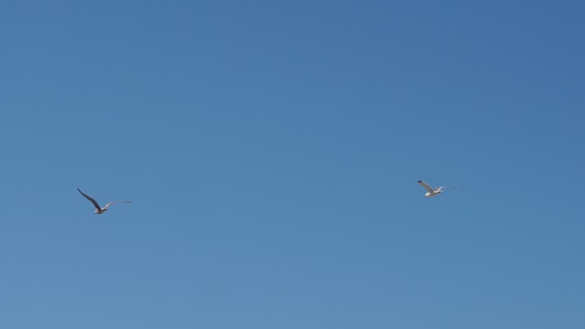 Two seagulls flying in slow motion on a sunny day in Portugal.