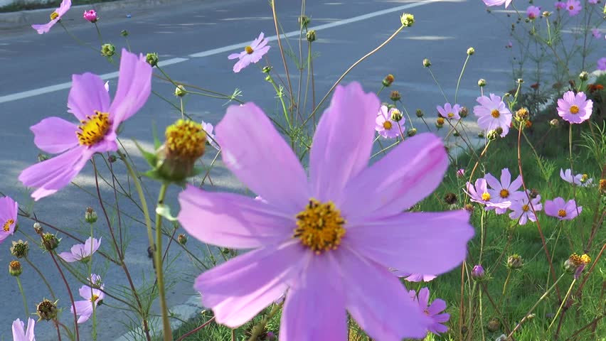 eautiful purple flowers growing along an asphalt transport road, the city of Ulaanbaatar, Mongolia, sways in the wind on a sunny summer day.