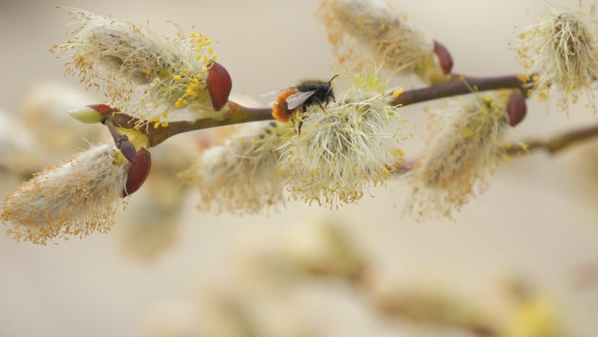Early Spring Awakening as a Bee Pollinates Willow Blossoms