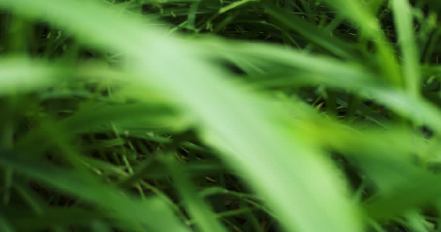 Nest of colorful Easter Eggs hidden tall grass found during Easter Egg hunt search.