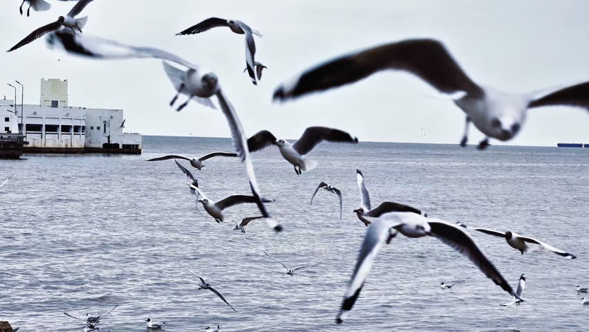Slow motion footage of many seagulls flying in search of food.