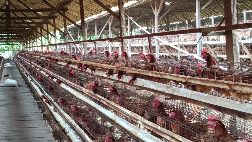 A view of an intensive poultry farm exhibiting long rows of caged hens, depicting the reality of commercial egg production and bringing to light the challenges faced by animal rights proponents.