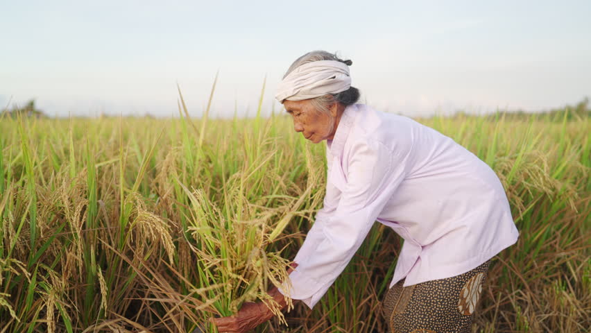 A woman rice farmer harvesting rice crop in paddy plantation using a sickle knife hook, traditional and manual methods in Bali, Indonesia, southeast asia, people in developing countries
