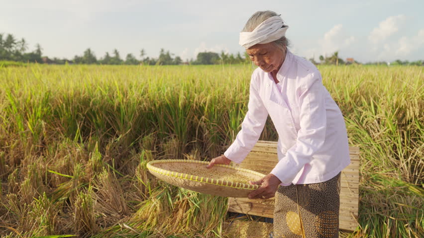 Elderly indonesian woman in her 70s in paddy field, rice processing after harvest, separating the grains from the husks using traditional winnowing, rural farming in Bali Indonesia