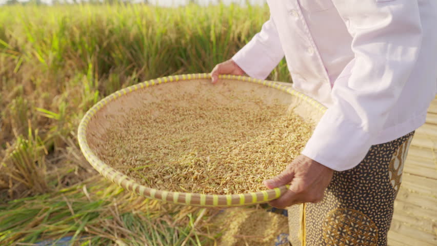 A senior woman asian farmer in a paddy field during harvest winnowing rice with traditional tray, in southeast asia