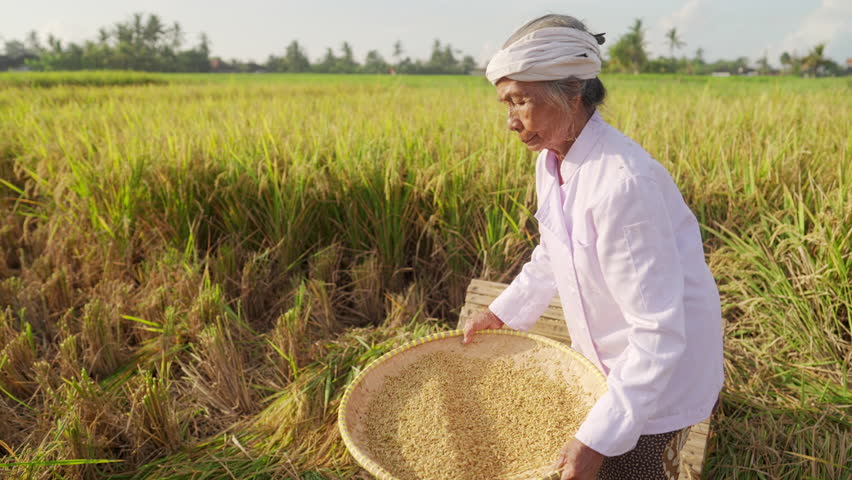 A senior woman farmer in traditional attire working in a paddy field, winnowing rice using a woven tray, rural scene in bali, indonesia, southeast asia, traditional farming