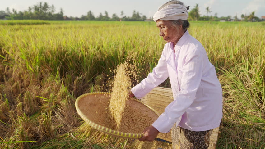 A senior woman farmer in traditional attire working in a paddy field, winnowing rice using a woven tray, rural scene in bali, indonesia, southeast asia, traditional farming