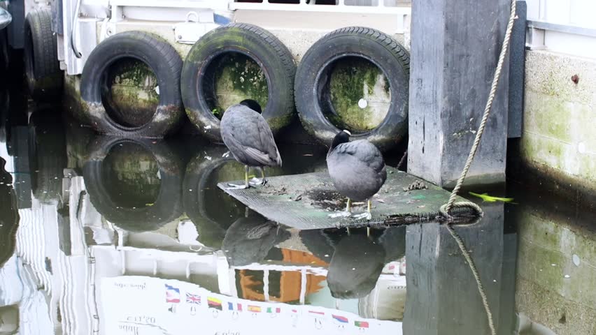 Two gray pigeons perch on a floating wood on polluted water, surrounded by a white boat containing tires, In Leiden, Netherlands