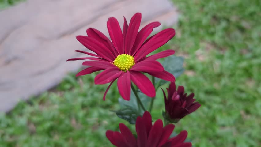 Deep Red Chrysanthemums with Yellow Centers in Garden