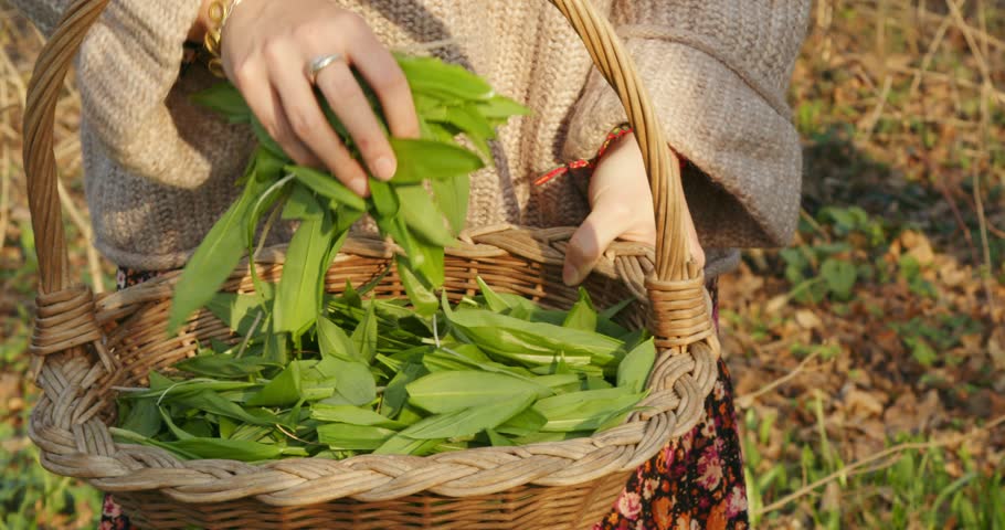 A young woman is plucking the leaves of bear garlic in a woven basket.