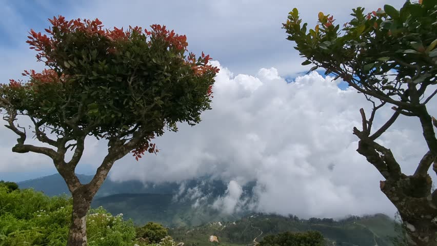 Scenic Landscape of Pine Trees on a Hill Under a Blue Sky with Clouds, Serene Nature View
