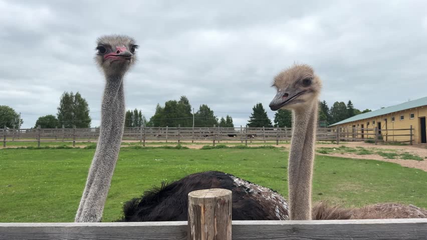African ostrich head close up on ostrich farm. funny ostrich. ostrich portrait