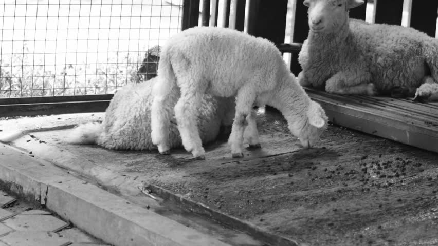 black and white view concept of sheep with thick wool in the pen