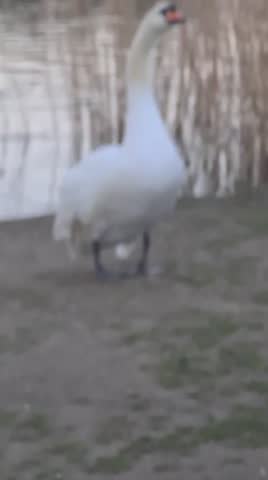 A beautiful Swan preening next to the lake 