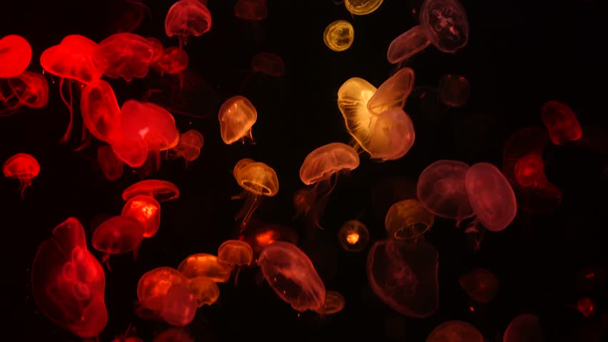Glowing Jellyfish Floating in Dark Ocean – Bioluminescent Marine Life with Mystical Colors - video 4K footage