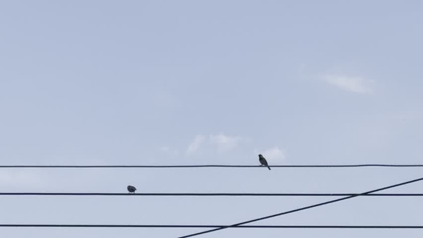 Birds on power wires fly away