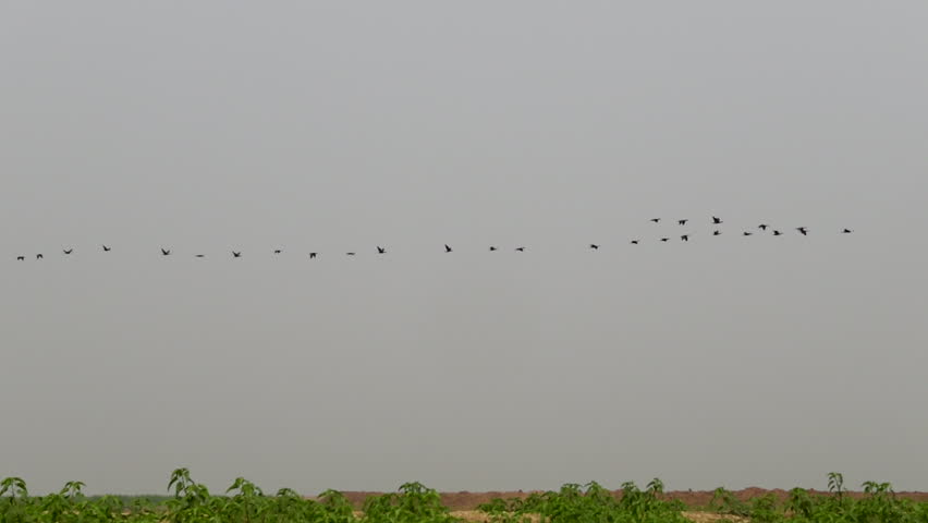 A view of flying winter guest birds flying in a row. A row of birds flying in a blue sky. The flock of migrating geese flying in v-formation.