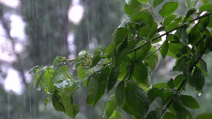 A composite image of three rainy scenes, showcasing close-up shots of wet green leaves and water droplets