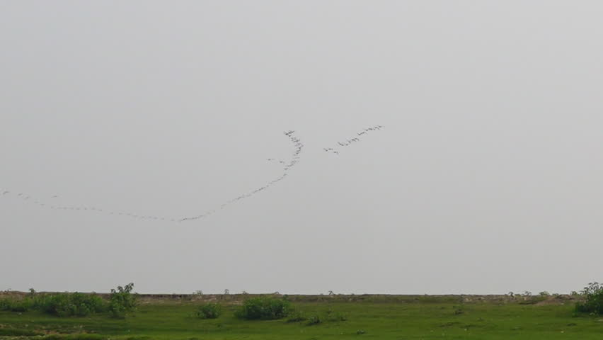 A view of flying winter guest birds flying in a row. A row of birds flying in a blue sky. The flock of migrating geese flying in v-formation.