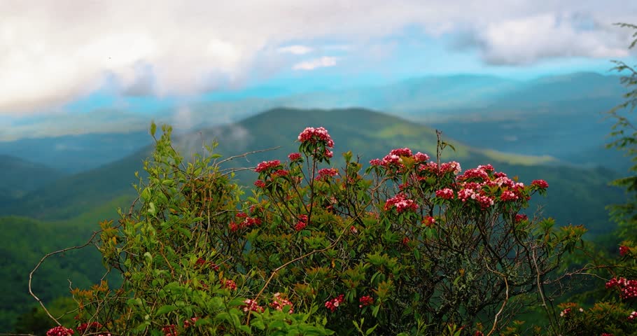 Blooming Mountain Laurel on Misty Blue Ridge Mountains, North Carolina – Serene Scenic Landscape of Appalachian Mountain Overlook with Clouds and Soft Light
