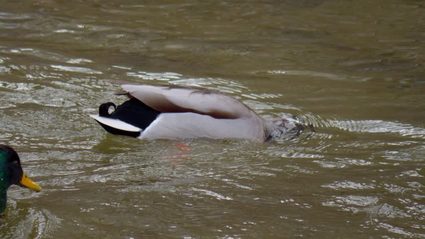 Beautiful Mallard Ducks Swimming Gracefully in the Calm Water of a Picturesque Pond