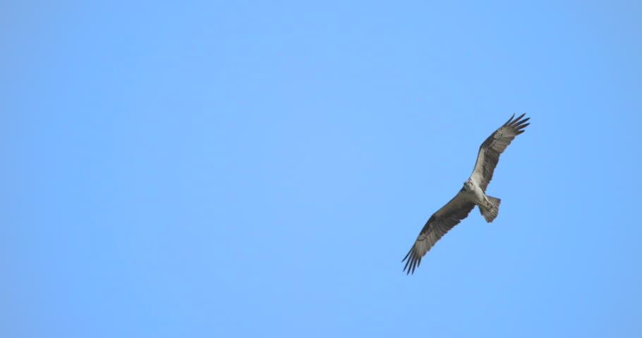 This is shot of a osprey bird flying overhead at navajo lake in New Mexico.