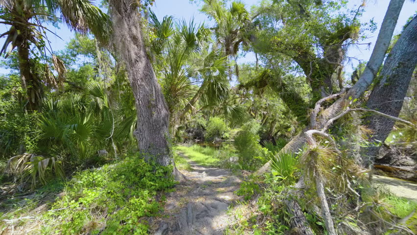 Florida jungle trail with narrow walking path through green palm rainforest and wild vegetation in southern USA